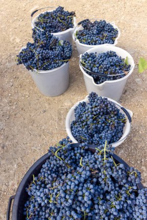 Téléchargez les photos : Raisins rouges fraîchement coupés et récoltés dans des seaux en plastique pendant la vendange dans le vignoble du sud de l'Italie. - en image libre de droit