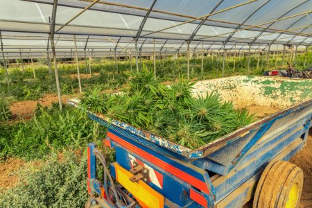 Ernte von Marihuana auf dem Tracktor der Bauern. Bio-Cannabis Sativa weibliche Pflanzen mit CBD. Legale Marihuana-Plantage bietet qualitativ hochwertiges medizinisches Cannabis für medizinische Zwecke