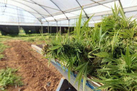 Harvesting Marijuana on farmers tracktor. Organic Cannabis Sativa Female Plants with CBD. Legal marihuana plantation provides high quality medicinal cannabis for healthcare and medicine uses