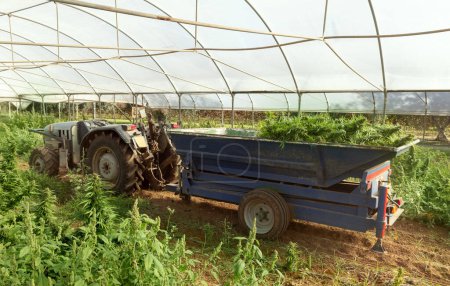 Ernte von Marihuana auf dem Tracktor der Bauern. Bio-Cannabis Sativa weibliche Pflanzen mit CBD. Legale Marihuana-Plantage bietet qualitativ hochwertiges medizinisches Cannabis für medizinische Zwecke