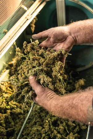 Photo for Farmer Worker puts Marijuana buds in an electric trimmer machine. Organic Cannabis Sativa fabric. Legal medicinal marihuana with CBD for healthcare and medicine - Royalty Free Image