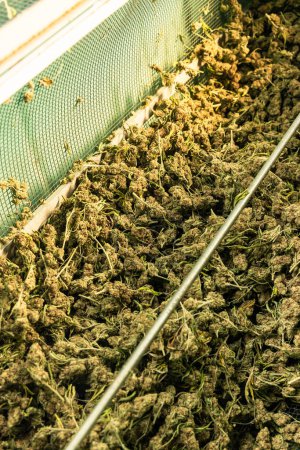 Photo for Marijuana buds in an electric trimmer machine. Organic Cannabis Sativa fabric. Legal medicinal marihuana with CBD for healthcare and medicine - Royalty Free Image
