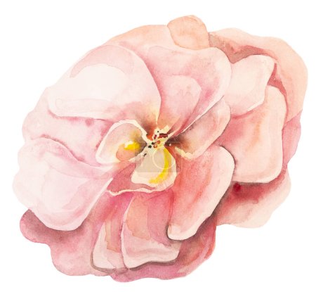 Foto de Acuarela flor de peonía rosa claro, ilustración aislada. Elemento floral romántico para boda estacionaria, tarjetas de felicitación. Pastel flor de verano - Imagen libre de derechos
