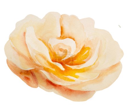 Foto de Acuarela flor ranúnculo amarillo y naranja, ilustración aislada. Elemento floral romántico para boda estacionaria, tarjetas de felicitación. Rosa de verano pastel - Imagen libre de derechos