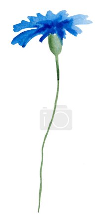 Foto de Acuarela aciano azul, flor silvestre ilustración aislada. Elemento floral de jardín para papelería de boda de verano y tarjetas de felicitación - Imagen libre de derechos