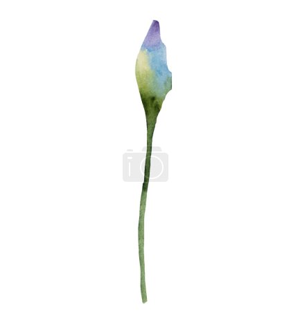 Téléchargez les photos : Aquarelle bourgeon de bleuet bleu, illustration isolée de fleur sauvage. Elément floral jardin pour papeterie de mariage d'été et cartes de voeux - en image libre de droit