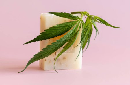 Téléchargez les photos : Craft soap bar près de feuilles de cannabis sativa vertes sur rose gros plan. Maquette cosmétique, espace de copie. Produits de beauté bio pour la peau. Eco friendly CBD soa - en image libre de droit