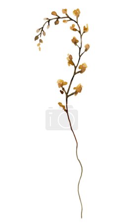 Photo for Watercolor brown and yellow wildflowers isolated illustration. Garden Floral element for summer and autumn wedding stationery and greetings cards - Royalty Free Image