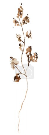 Photo for Watercolor brown dryed wildflowers isolated illustration. Garden Floral element for summer and autumn wedding stationery and greetings cards - Royalty Free Image
