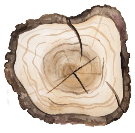 Téléchargez les photos : Coupe ronde en bois aquarelle d'un arbre. Élément isolé peint à la main. Illustration de forêt naturelle pour la conception, impression, papeterie, salutations, papier peint, - en image libre de droit