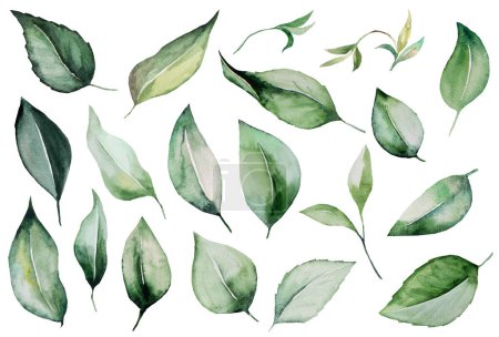 Téléchargez les photos : Perruques aquarelles vertes avec illustration de feuilles. Elément isolé de jardin pour la conception de mariage et de partie d'été, cartes de voeux et artisanat - en image libre de droit