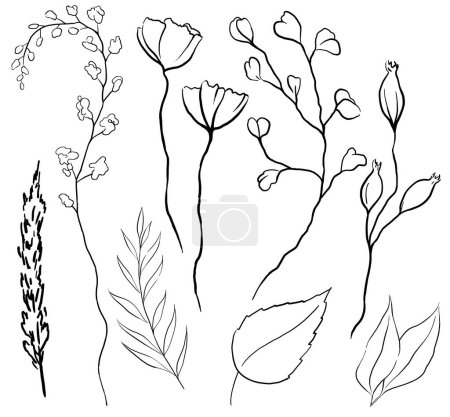 Photo for Watercolor wildflowers and leaves, black outlines isolated illustration. Garden Floral element for summer and autumn wedding stationery and greetings cards - Royalty Free Image