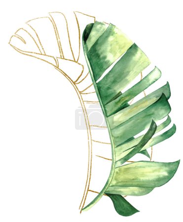 Foto de Acuarela geen y contornos dorados hojas de plátano tropical ilustración aislada. Elemento dibujado a mano para el diseño de bodas de verano o tropicales, tarjetas de felicitación y papelería - Imagen libre de derechos