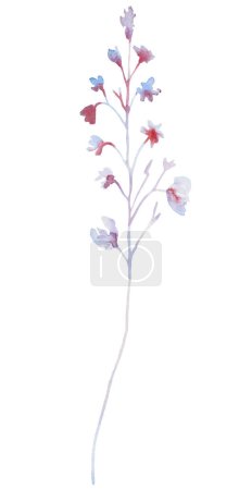 Foto de Acuarela púrpura claro y rosa flor silvestre ilustración aislada. Garden Floral elemento para verano y primavera pastel boda papelería y tarjetas de felicitación - Imagen libre de derechos