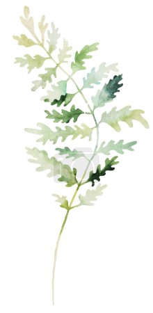 Watercolor fern twigs with green leaves, isolated illustration. Romantic botanical element for spring and summer wedding stationery and greetings cards