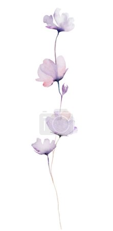 Téléchargez les photos : Aquarelle violet clair minuscules fleurs sauvages illustration isolée. Élément botanique pour l'été et l'automne Papeterie de mariage floral et cartes de voeux - en image libre de droit