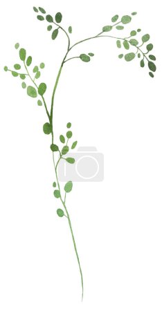 Photo for Watercolor twigs with green tiny leaves, isolated illustration. Romantic botanical element for spring and summer wedding stationery and greetings cards - Royalty Free Image