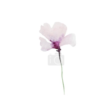 Foto de Acuarela púrpura claro pequeña flor silvestre ilustración aislada. Elemento botánico para el verano y el otoño Papelería floral para bodas y tarjetas de felicitación - Imagen libre de derechos
