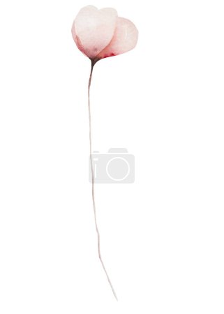 Foto de Acuarela flores de color rosa claro ilustración aislada. Jardín Elemento floral para papelería de boda de verano y otoño y tarjetas de felicitación - Imagen libre de derechos
