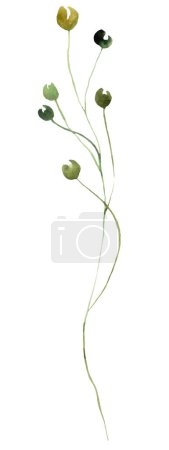 Photo for Watercolor green plant unripe berries on a stem isolated illustration. Element for Summer woodland or boho wedding stationery and greetings cards - Royalty Free Image