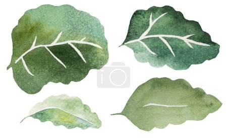 Téléchargez les photos : Watercolor green leaves, isolated illustration. Romantic botanical element for spring and summer wedding stationery and greetings cards - en image libre de droit