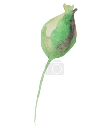 Foto de Acuarela verde vaina semilla de amapola ilustración aislada. Elemento floral para papelería de boda de verano y diseños de impresión - Imagen libre de derechos