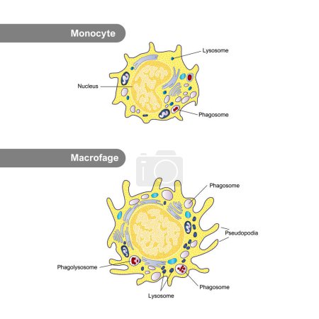 Die Struktur der Monozyten und Makrophagen. Immunität weißer Blutkörperchen. Leukozyten-Infografiken. Medizinische Vektor-Illustration.