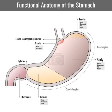 Ilustración de Anatomía funcional del estómago humano, órgano digestivo interno. Partes del estómago. Pared del estómago sobre fondo blanco. Estructura y función del sistema de anatomía estomacal - Imagen libre de derechos