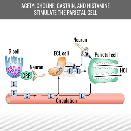 Illustration for Parietal cell stimulation chart. Acetylcholine, gastrin, and histamine stimulate the parietal cell. Hydrochloric acid generation. Vector medical illustration - Royalty Free Image