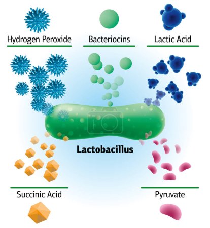 Eléments chimiques produits par lactobacille, illustration médicale vectorielle. Schéma de composition bioactive des bactéries, du peroxyde, de l'acide lactique, de l'acide succinique, des bactériocines et autres éléments