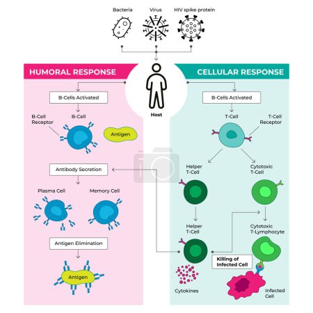 Células del sistema inmunológico, ilustración vectorial. Esquema de división educativa etiquetada. Gráfico de respuesta humoral y celular.