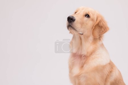 Téléchargez les photos : Portrait of cute brown Golden Retriever dog looking to snack or food on grey background - en image libre de droit