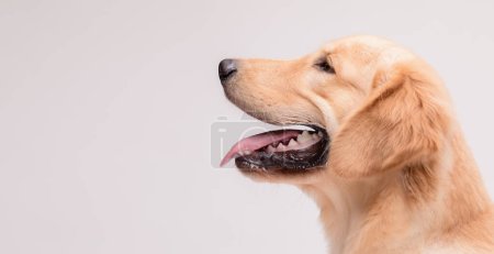 Portrait of cute brown Golden Retriever dog looking to snack or food on grey background