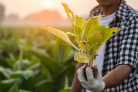 Photo for Asian farmer working in the field of tobacco tree and holding damage or wasted leaves after planting. disease in plants and agriculture Concept - Royalty Free Image
