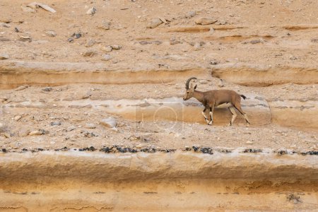 Photo for Ibex in on the rock walls in Ein Avdat in the Negev Desert in southern Israel - Royalty Free Image