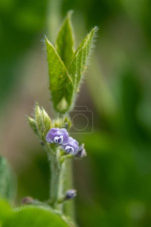 Photo for Close up of soybean blossom in a field in rural Minnesota, USA. - Royalty Free Image