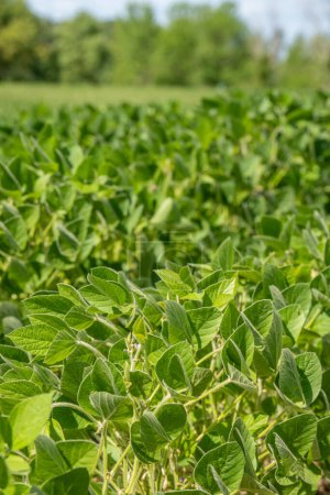 Close up of soybean plants in a field in rural Minnesota, USA.
