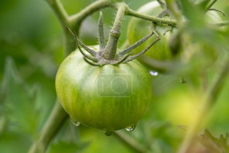Foto de Close up of a young green tomato with raindrops dripping from it in rural Minnesota, USA - Imagen libre de derechos