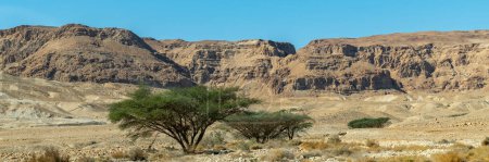 Photo for Panorama of Acacia tortilis tree in the beautiful Judean Desert in southern Israel - Royalty Free Image