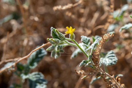 Photo for Desert Heliotrope, Heliotropium arbainense, a delicate yellow flower growing in the Judean desert mountains in the Winter in Israel. - Royalty Free Image