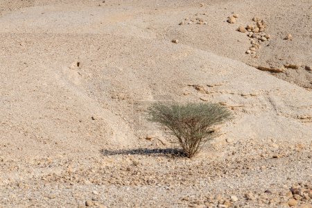 Photo for Acacia tortilis tree in the beautiful Judean Desert in southern Israel - Royalty Free Image