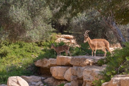 Foto de Parque Nacional Ibex, árboles y paisaje en la tumba de Paula y Ben Gurion en el Kibbutz Sde Boker en el desierto del Negev en el sur de Israel - Imagen libre de derechos
