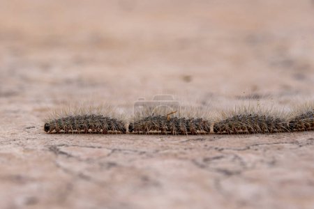 Photo for Pine processionary, Thaumetopoea pityocampa caterpillars in a line on the wall/floor in the Springtime in Israel. - Royalty Free Image