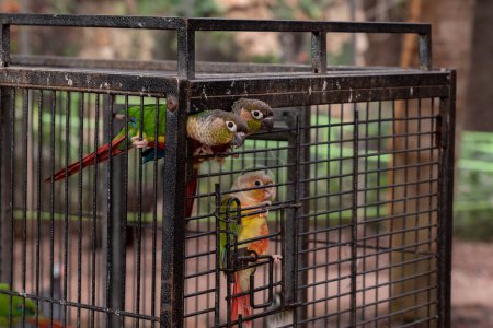 Foto de Green Cheeked Conures tratando de salir de su jaula. - Imagen libre de derechos