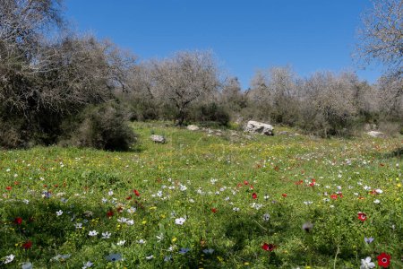 Téléchargez les photos : Prairie fleurie au début du printemps en Israël rural près de Kiryat Tivon - en image libre de droit