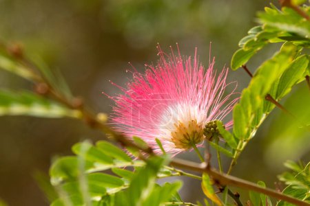 Photo for Delicate pink blossoms of the Pink Powderpuff Tree, Mimosa Tree, Calliander after a light rain in Israel - Royalty Free Image
