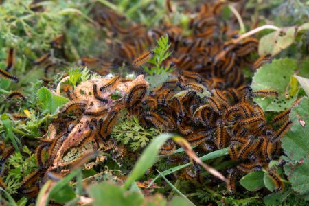 Foto de Primer plano de gusanos de tienda comiendo malas hierbas en el Monte Gilboa en Israel - Imagen libre de derechos