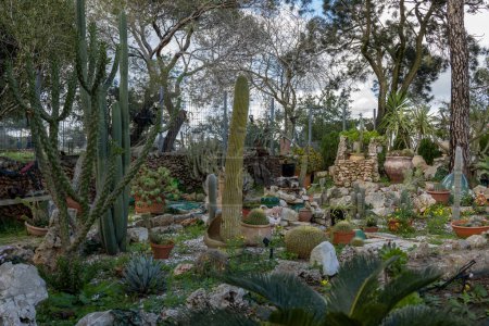 Foto de Jardín de cactus en el patio del Monasterio de Muhraqa en el Monte Carmelo en Israel. - Imagen libre de derechos