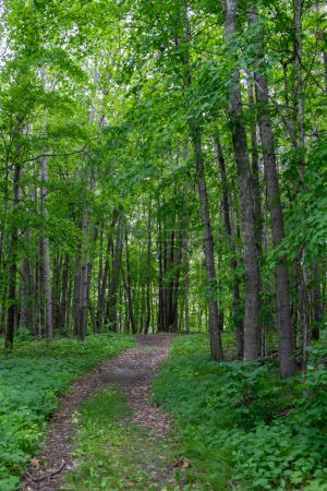 Téléchargez les photos : Sentier de randonnée dans le parc national de Maplewood en été près de Pelican Rapids, Minnesota. - en image libre de droit