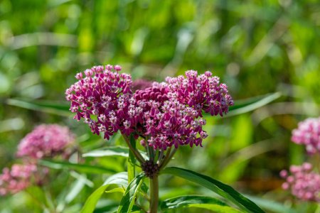 Photo for Swamp Milkweed scientific name Asclepias incarnata with dark and light pink flowers in rural Minnesota, United States. - Royalty Free Image